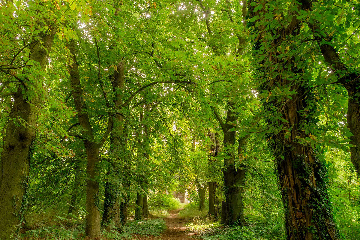 Smíšená alej u Schořova